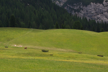 Plätzwiese - Val Pusteria (South Tyrol)の写真素材