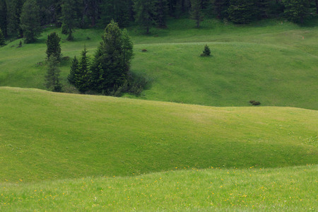 Plätzwiese - Val Pusteria (South Tyrol)の写真素材
