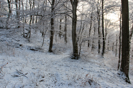 winter forest - Monte Generoso, Switzerlandの写真素材