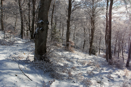 winter forestの写真素材