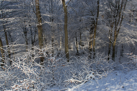 winter forestの写真素材