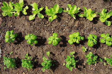 vegetable gardenの写真素材
