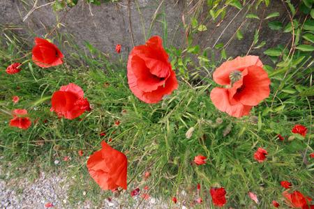 poppiesの写真素材