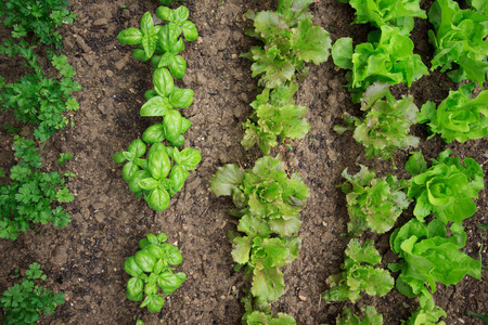 vegetable gardenの写真素材