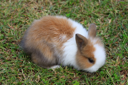 dwarf rabbitの写真素材