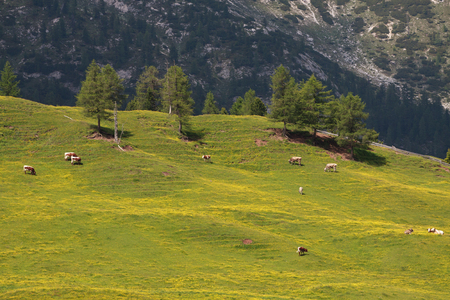 Pltzwiese Trentino South Tyrolの写真素材