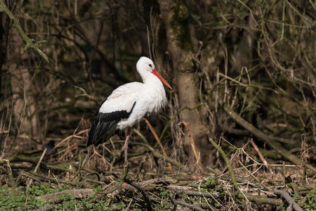 white storkの写真素材