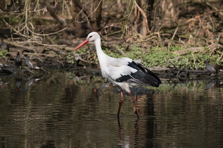 white stork in the pondの写真素材