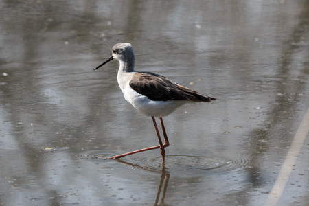 knight of Italy (Himantopus himantopus)の写真素材