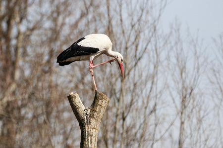 white storkの写真素材