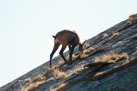 Chamois (Rupicapra rupicapra) in Valnontey, in the Gran Paradiso National Parkの写真素材