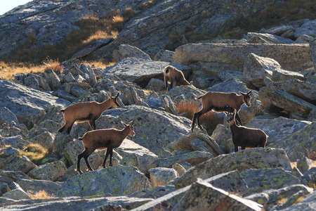 Chamois (Rupicapra rupicapra) in high Valnontey, in the Gran Paradiso National Parkの写真素材
