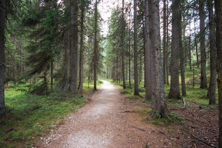 forest in South Tyrolの写真素材