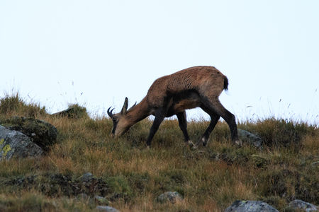 Chamois (Rupicapra rupicapra) in the upper Valnontey, in the Gran Paradiso National Parkの写真素材