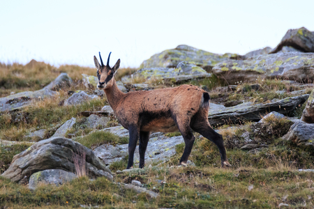 Chamois (Rupicapra rupicapra) in the upper Valnontey, in the Gran Paradiso National Parkの写真素材