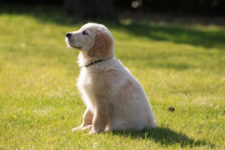Golden retriever puppy in the gardenの写真素材