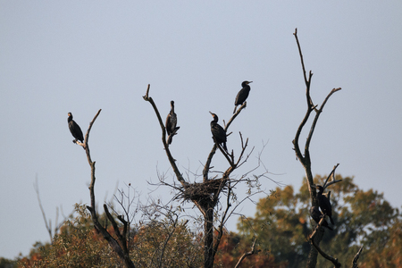 Cormorants on the top of the trees along the Adda river - Alberone Oasisの写真素材