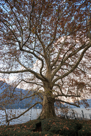 ancient plane tree in autumn, in the park of Villa Erba in Cernobbio