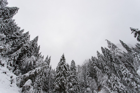 spruce forest in winterの写真素材