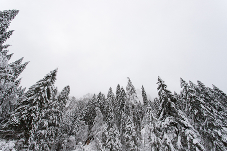 spruce forest in winterの写真素材