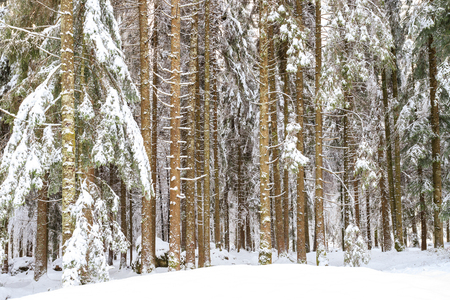 spruce forest in winterの写真素材