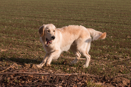 Golden Retriever dogの写真素材