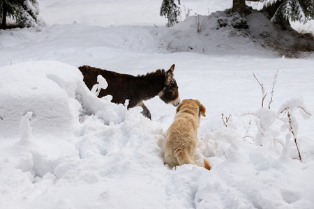 donkey and dog on the snow, in Val Canali, in the natural park of Paneveggio - Dolomites