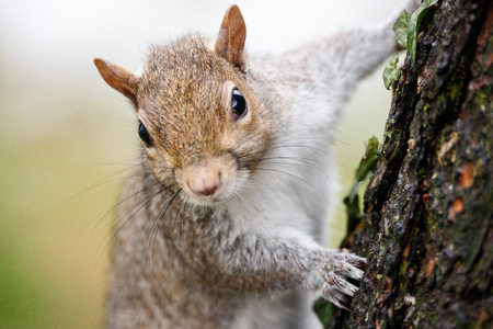 gray squirrel (Sciurus carolinensis)の写真素材