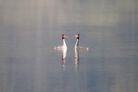 pair of great crested grebe in the lake