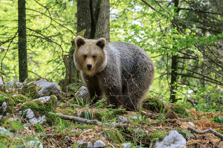 Brown bear (Ursus arctos) in the forest of Sloveniaの写真素材