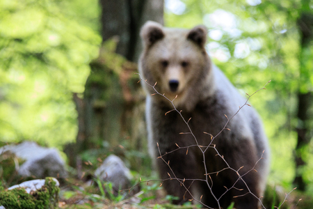 Brown bear (Ursus arctos) in the forest of Sloveniaの写真素材