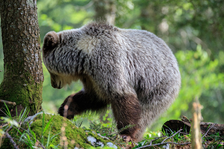 Brown bear (Ursus arctos) in the forest of Sloveniaの写真素材