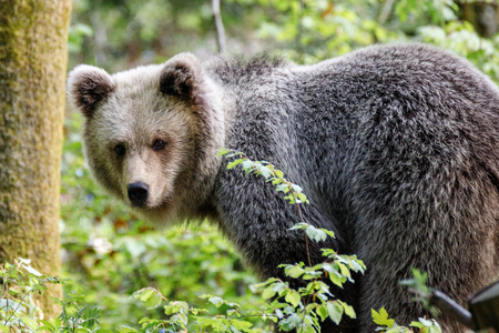 Brown bear (Ursus arctos) in the forest of Sloveniaの写真素材