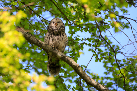 Owl of the Urals in the forest in Sloveniaの写真素材