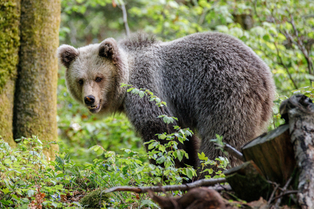 Brown bear (Ursus arctos) in the forest of Sloveniaの写真素材