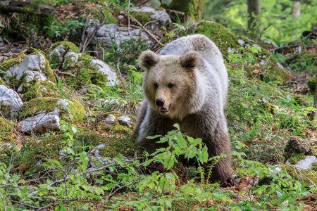 Brown bear (Ursus arctos) in the forest of Sloveniaの写真素材