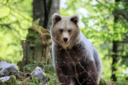 Brown bear (Ursus arctos) in the forest of Sloveniaの写真素材