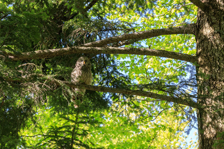 Owl of the Urals in the forest in Sloveniaの写真素材