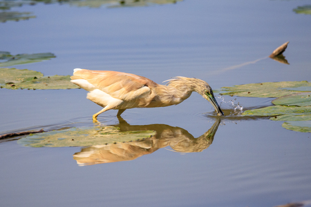 Squacco (Ardeola ralloides)の写真素材