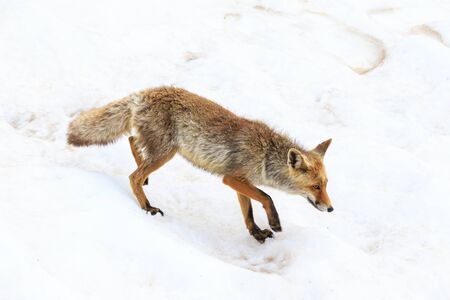 fox in the Gran Paradiso national parkの写真素材
