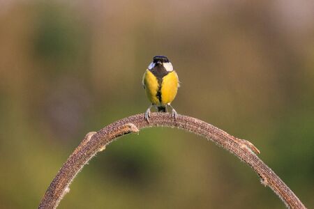 great tit on branchの写真素材