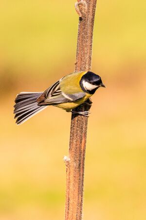 great tit on branchの写真素材
