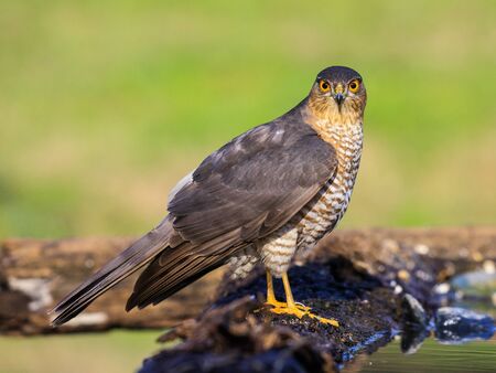 sparrowhawkの写真素材