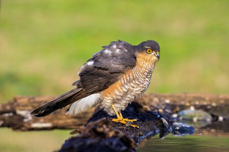 sparrow hawk laid in front of a pool of waterの写真素材