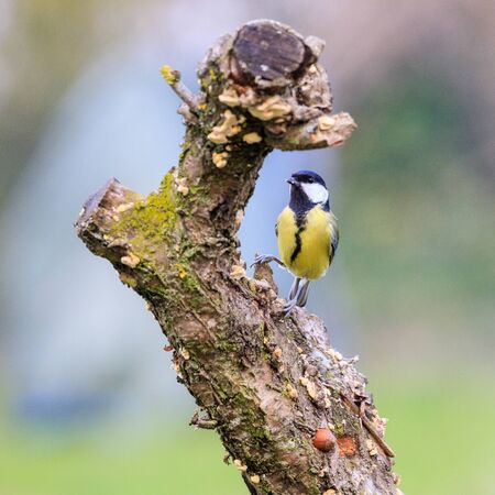 great tit on branchの写真素材