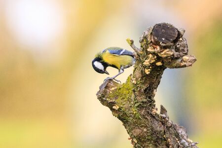 great tit on branchの写真素材