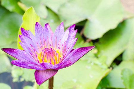 Lotus Flower の写真素材