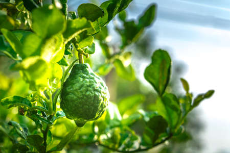 Bergamot Citrus hystrix