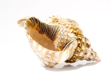 shell on white background