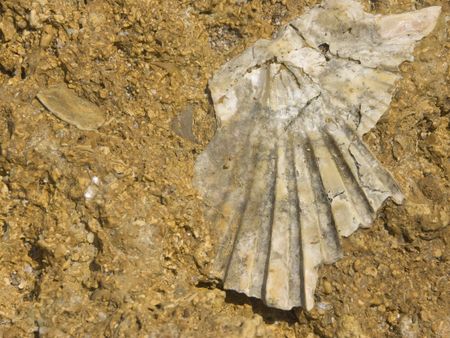 shell on the rock